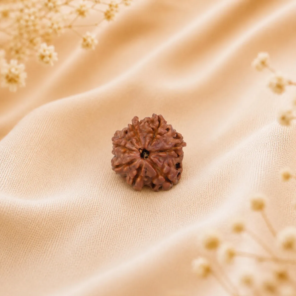 7 Mukhi Rudraksha